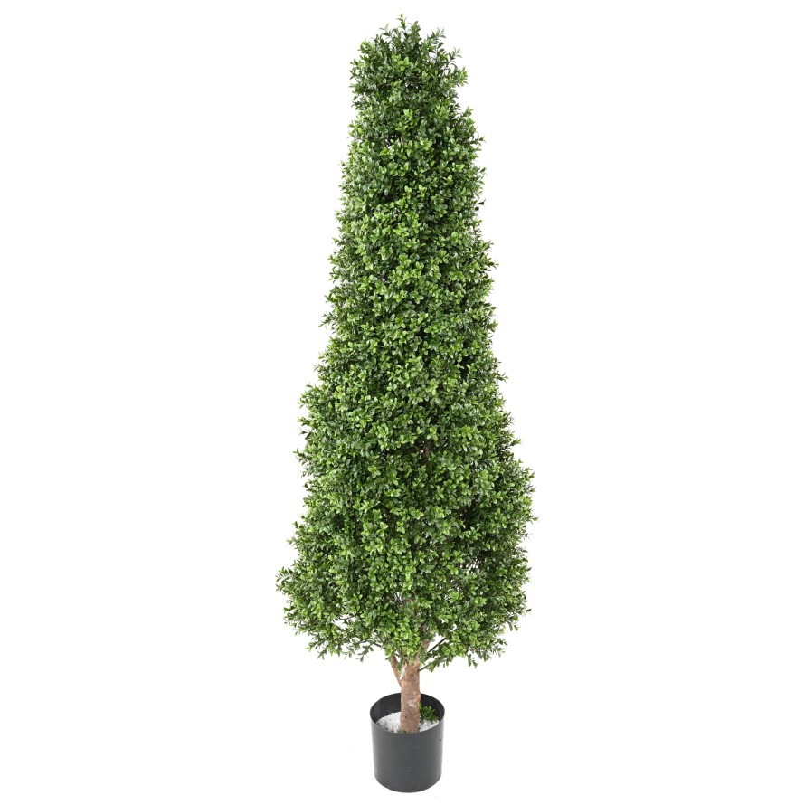 BOXWOOD TOPIARY NEW