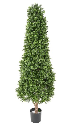 BOXWOOD TOPIARY NEW