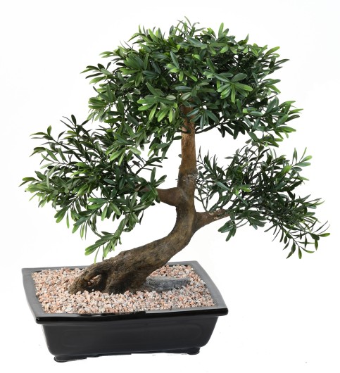 BONSAI BLACK WILLOW IN CUP