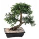 BONSAI BLACK WILLOW IN CUP