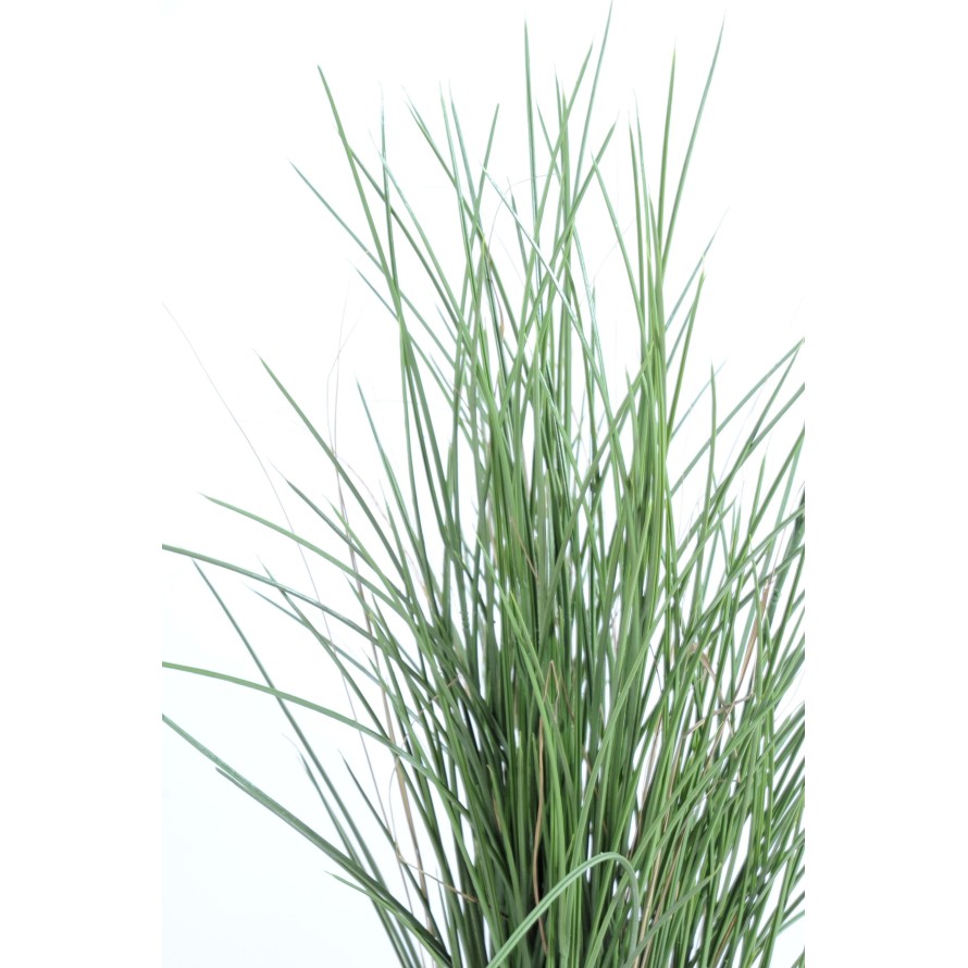 HERBE HONEY GRASS