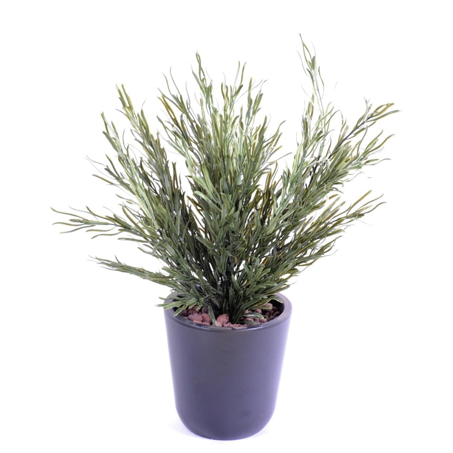 PODOCARPUS BUISSSON UV