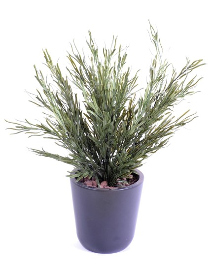 PODOCARPUS BUISSSON UV