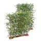 BAMBOO JAPANESE PLAST DENSE HEDGE UV BASE 90