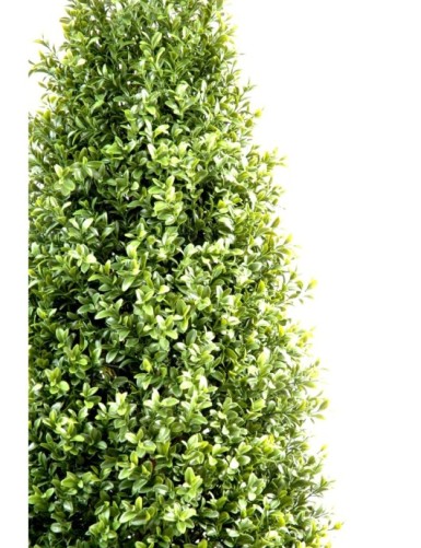 BOXWOOD TOPIARY NEW