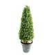 BOXWOOD TOPIARY NEW