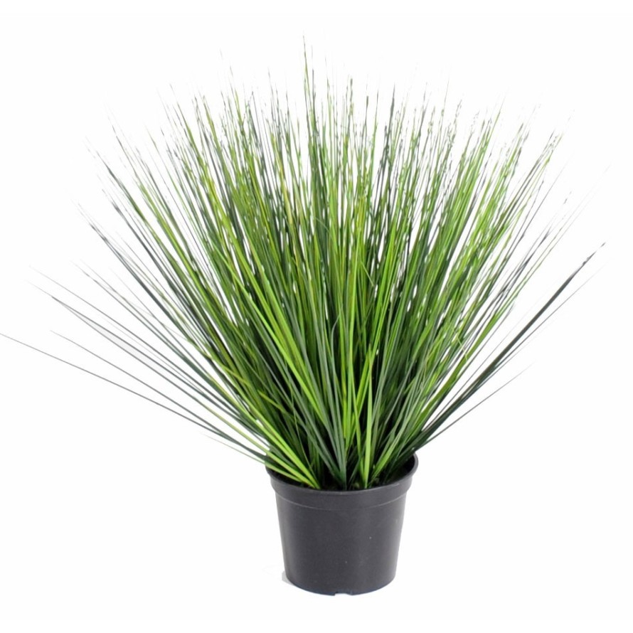 ONION GRASS ROUND GF