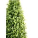 BOXWOOD TOPIARY NEW