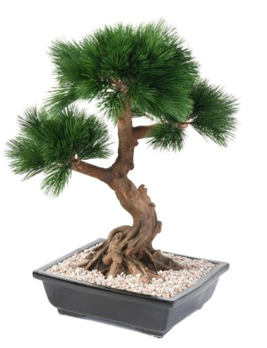 BONSAI PINE IN CUP