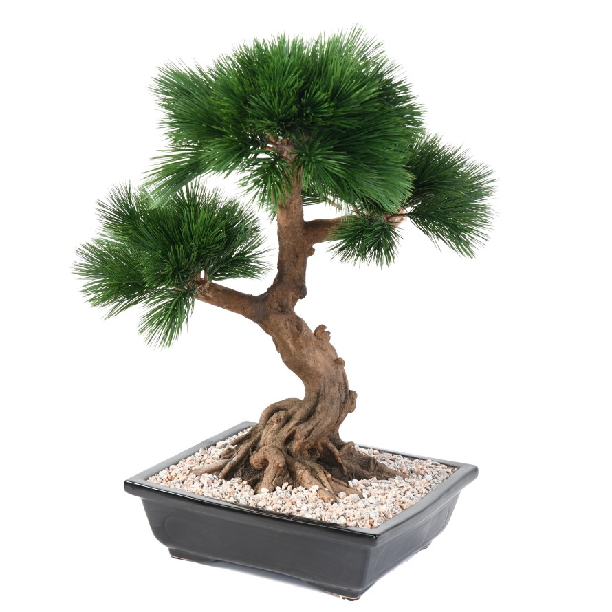 BONSAI PINE IN CUP