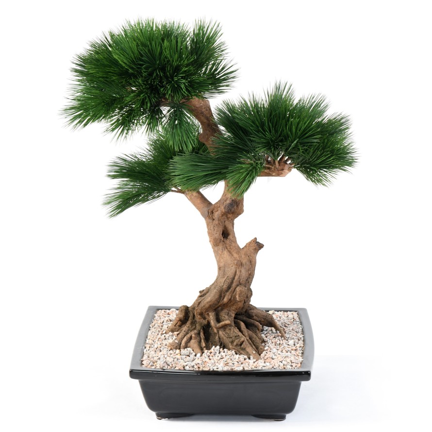 BONSAI PINE IN CUP