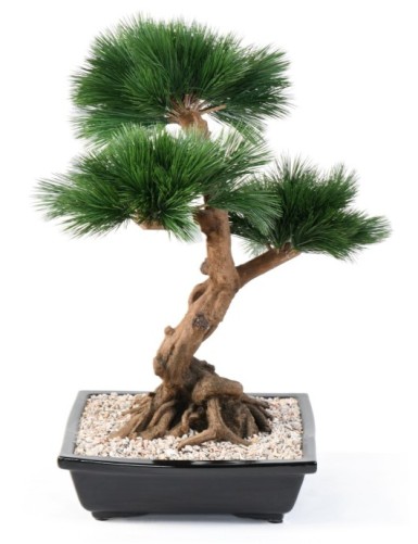 BONSAI PINE IN CUP