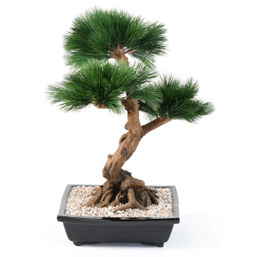 BONSAI PINE IN CUP