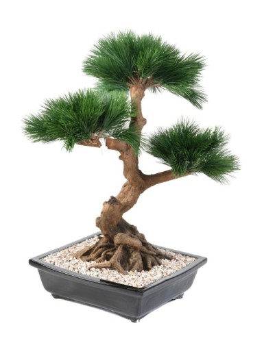 BONSAI PINE IN CUP