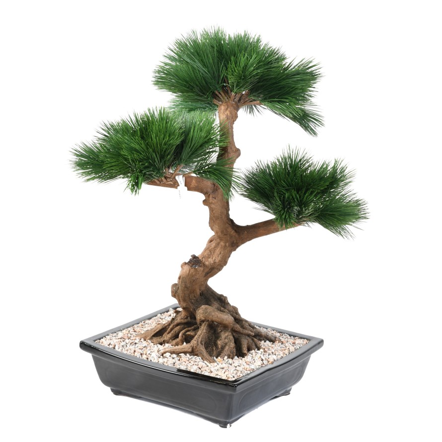 BONSAI PINE IN CUP