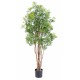 ARALIA MING NITIDA