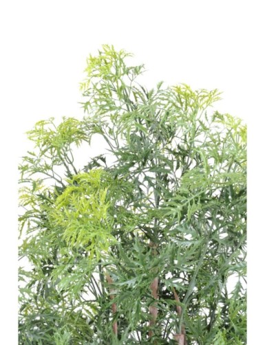 ARALIA MING NITIDA