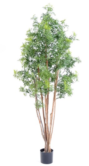 ARALIA MING NITIDA