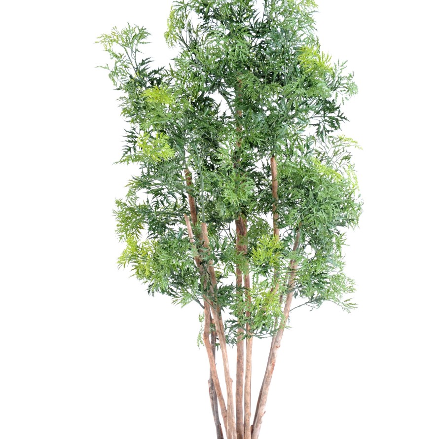 ARALIA MING NITIDA