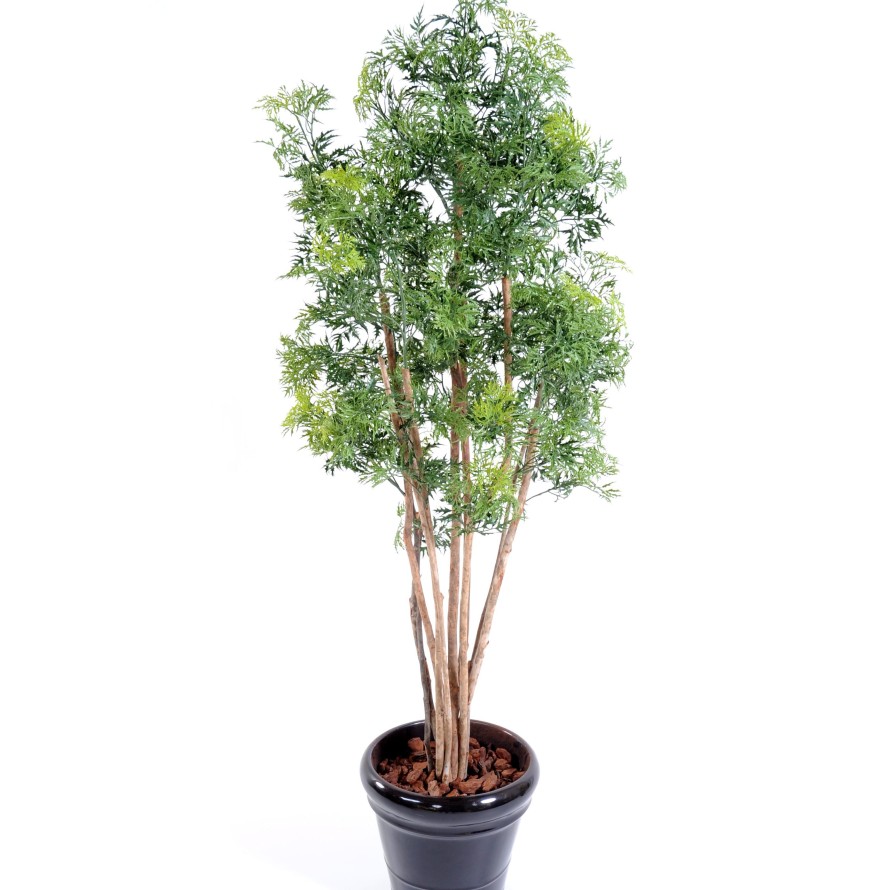 ARALIA MING NITIDA