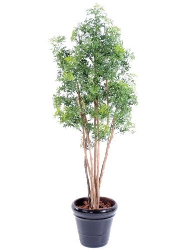 ARALIA MING NITIDA