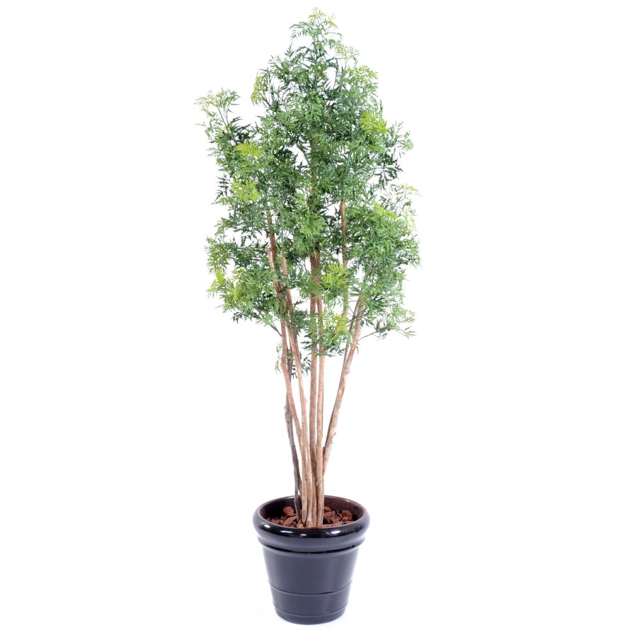 ARALIA MING NITIDA