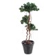 FICUS PANDA NEW