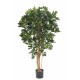 SCHEFFLERA