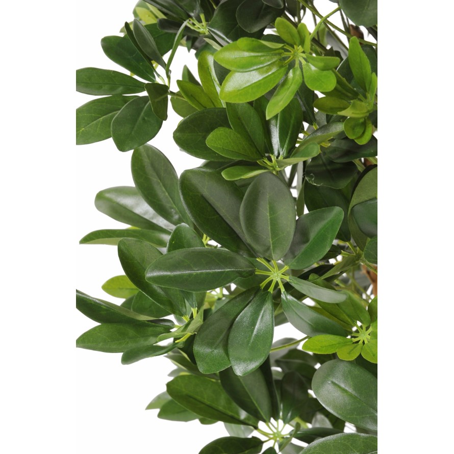 SCHEFFLERA