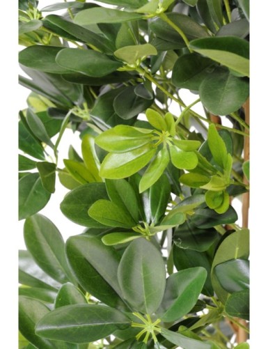 SCHEFFLERA