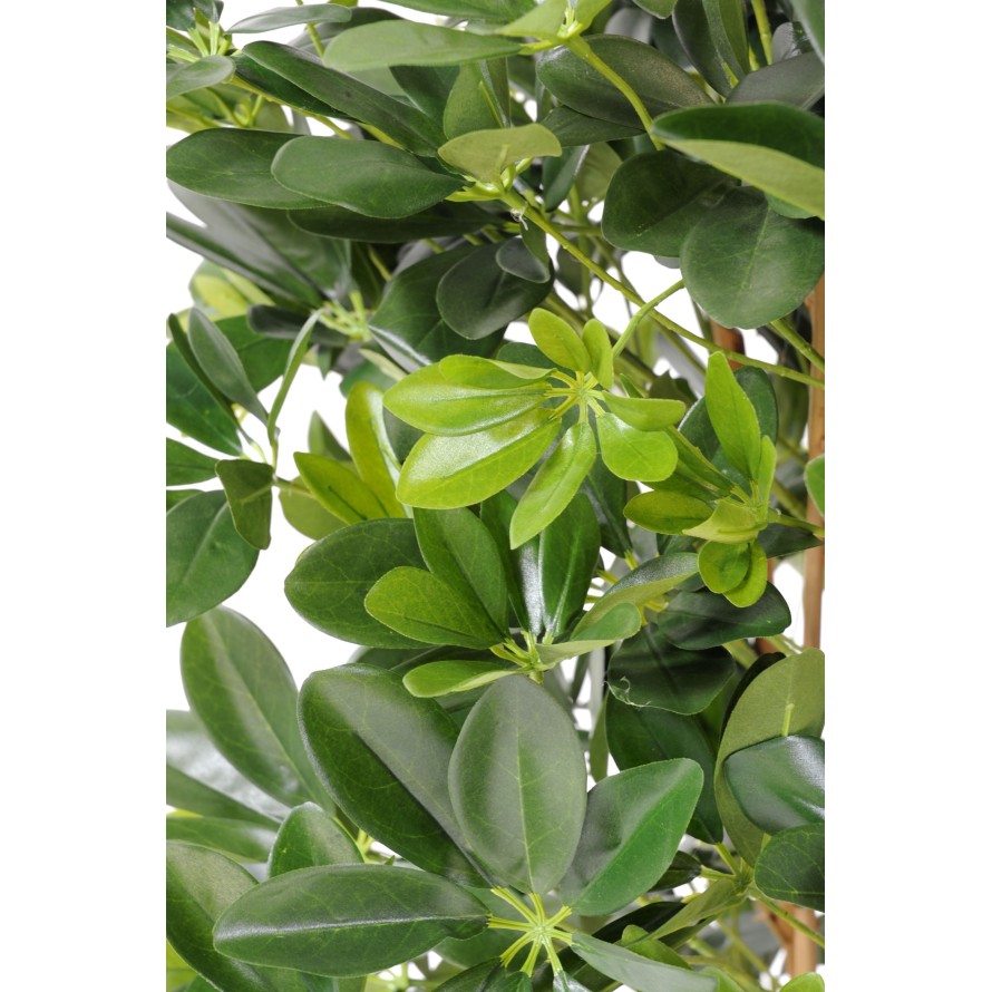 SCHEFFLERA