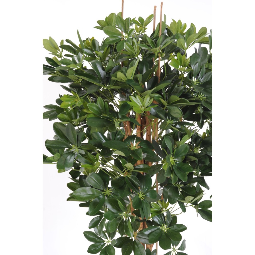 SCHEFFLERA