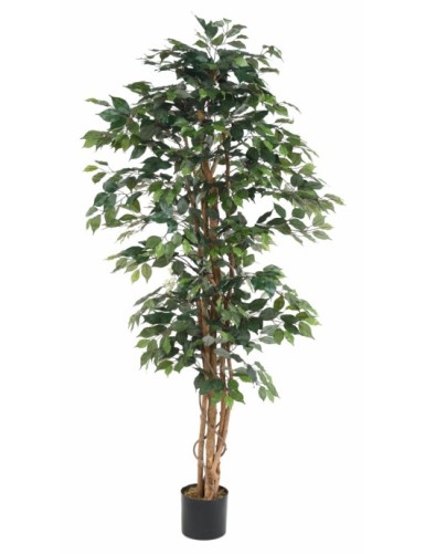 FICUS MULTI-TRUNKS ECO