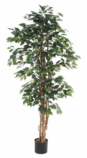 FICUS MULTITRONCS ECO