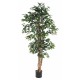 FICUS MULTITRONCS ECO