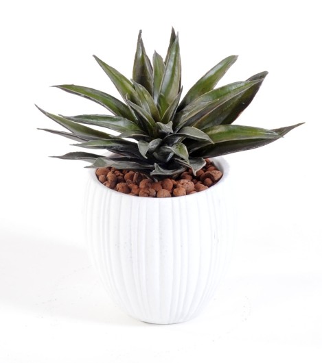 SUCCULENTE EN CAPI BLANC