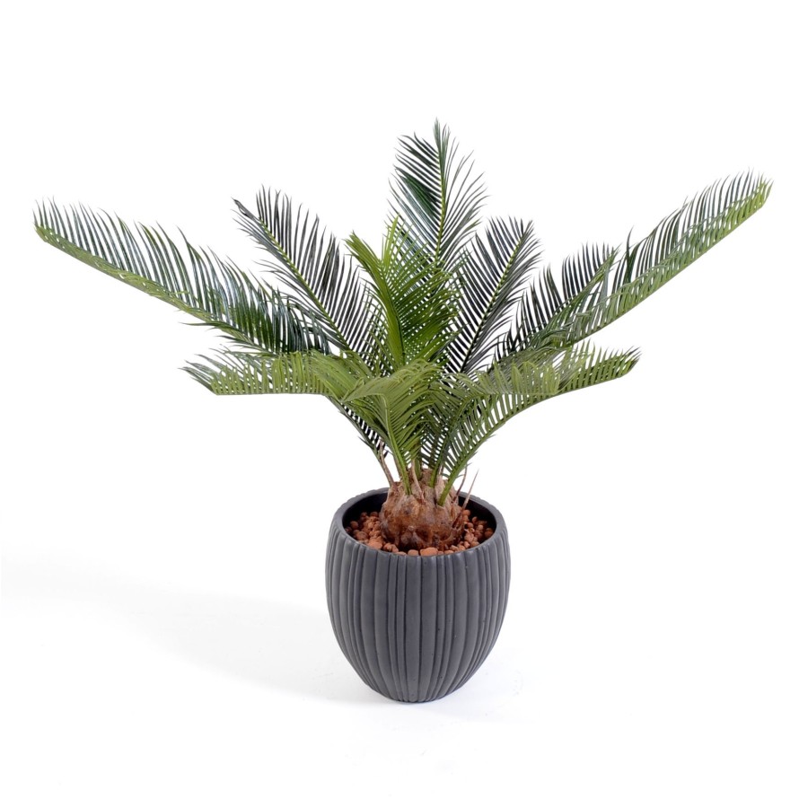 CYCAS IN BLACK CAPI