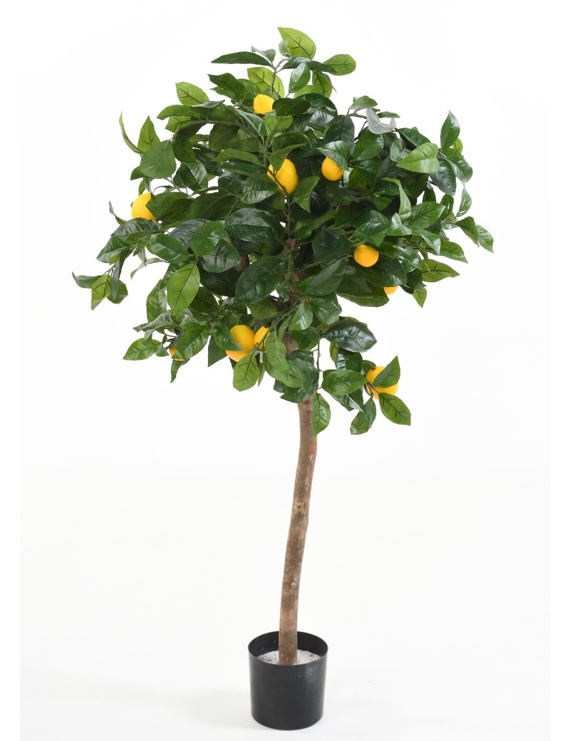 LEMON TREE HEAD 110