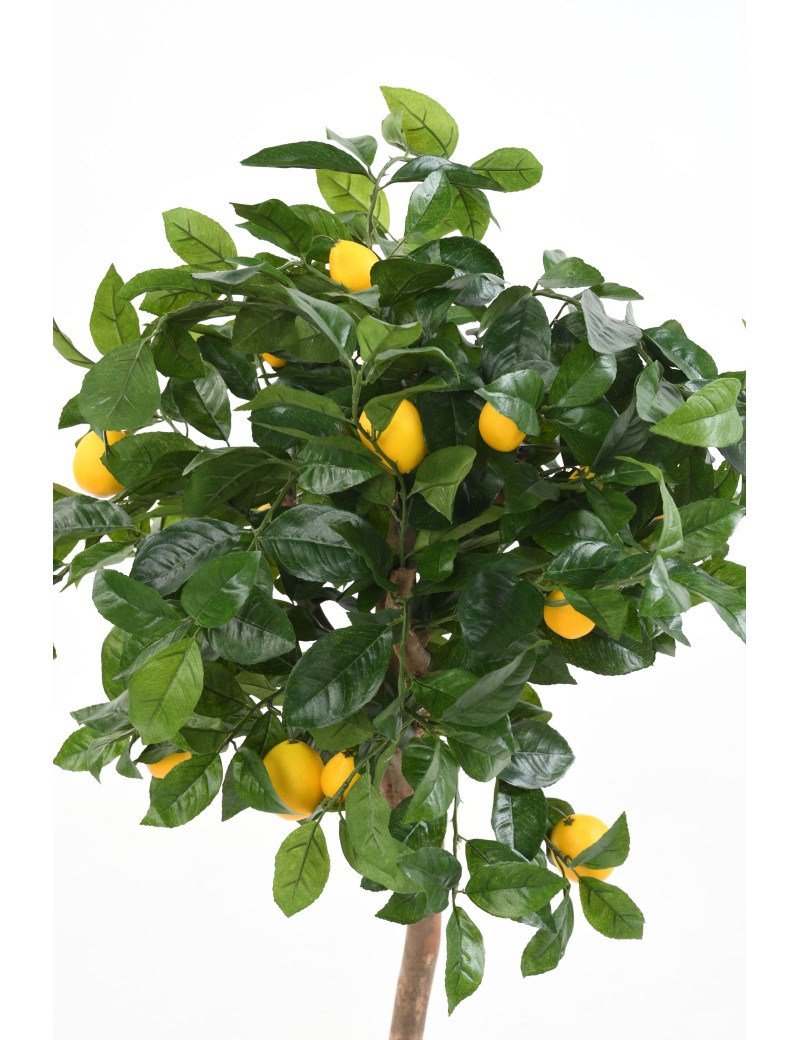 LEMON TREE HEAD 110