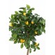 LEMON TREE HEAD 110