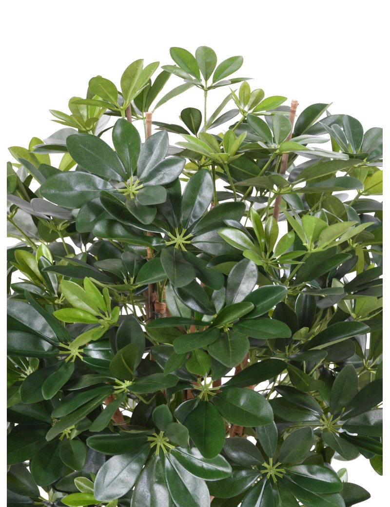 SCHEFFLERA