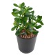 CRASSULA JADE PLANT