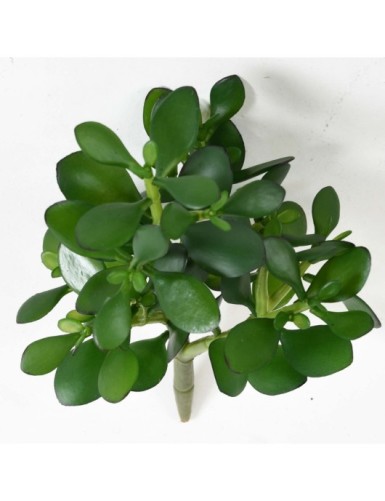 CRASSULA JADE PLANT