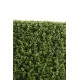 BOXWOOD HEDGE NEW METAL STRUCTURE