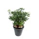 PITTOSPORUM BUISSON