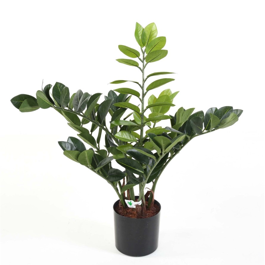 ZAMIA  60