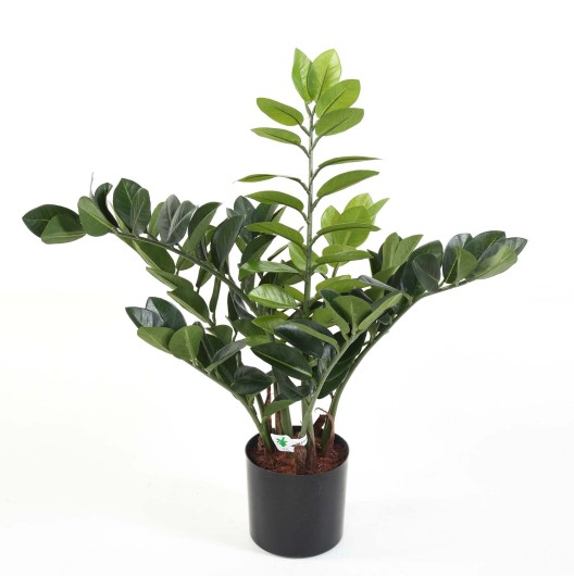 ZAMIA 60