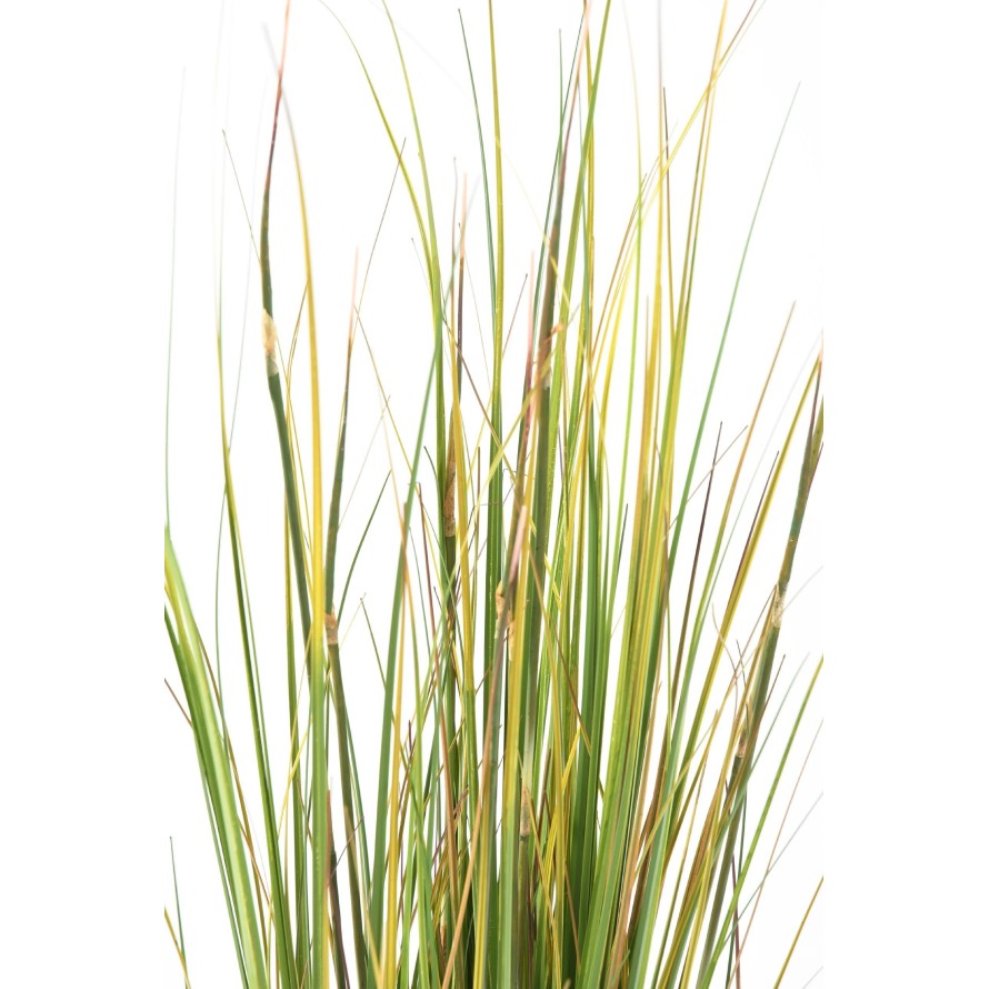 ONION GRASS BAMBOO yellow