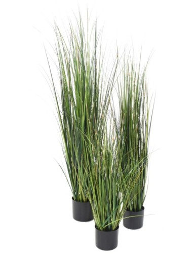 BAMBOO ONION GRASS