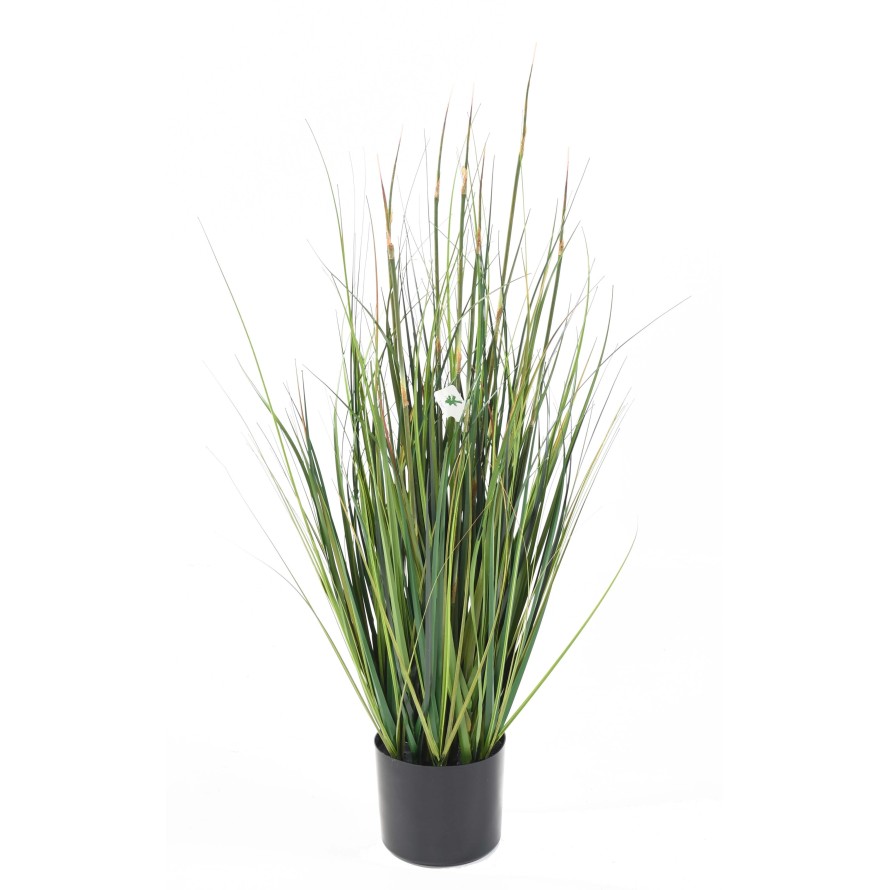 BAMBOO ONION GRASS